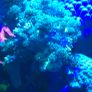Kenya Tree Marine Coral Image 7