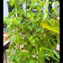 garden plants Image 2