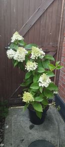 Mature Hydrangea Plant in a Pot