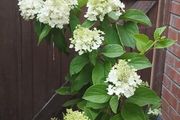 Mature Hydrangea Plant in a Pot