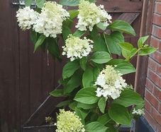 Mature Hydrangea Plant in a Pot