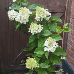 Mature Hydrangea Plant in a Pot
