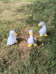 Ducks x 3