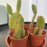 Cacti & Succulents Image 5