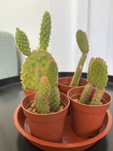 Cacti & Succulents