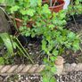 Gooseberry fruit plant Image 5
