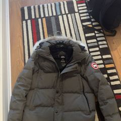 Canada goose