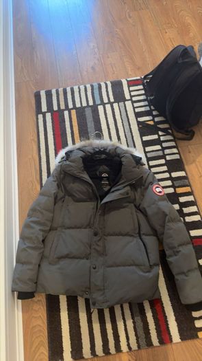 Canada goose