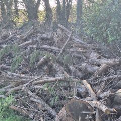 firewood