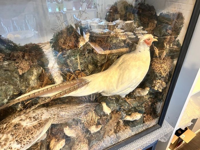 taxidermy pheasants and chicks