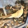 taxidermy pheasants and chicks Image 5