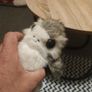 Star Wars PORG and PORGLETS 2018 Set by Disney The Last Jedi Collection Image 2