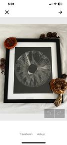 1 Amanita Muscaria the Fly Agaric Mushroom Spore Print Stylish Wall Decor Curiosity