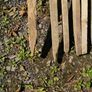 pegs Image 2
