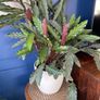 Healthy plant Image 4