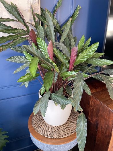 Healthy plant