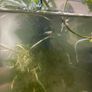 Guppy Fries Image 3