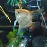 angel fish Image 2