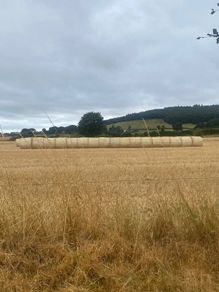 Winter barley straw