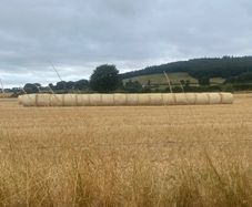 Winter barley straw