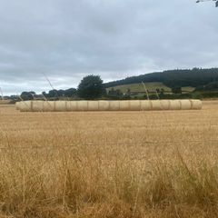 Winter barley straw