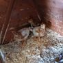 Day old chicks Image 4