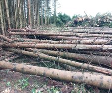 Timber /trees Firewood for sale