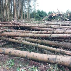 Timber /trees Firewood for sale