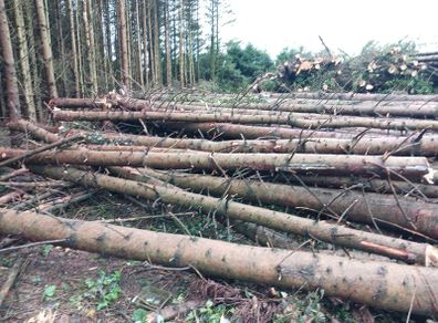 Timber /trees Firewood for sale