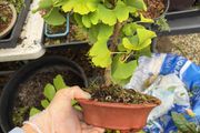 bonsai