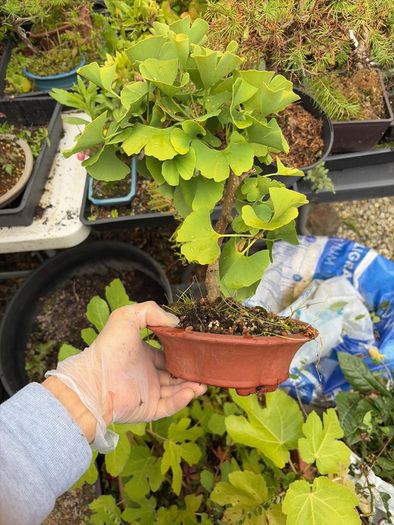 bonsai
