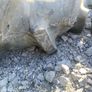 4 Tractor wheels Image 7