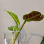 Philodendron Water rooting bundle Image 4