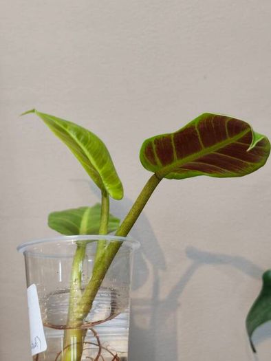 Philodendron Water rooting bundle