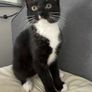 cats Image 3