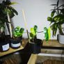 Philodendron Burle Marx Varigated Established Plant Rare Image 9