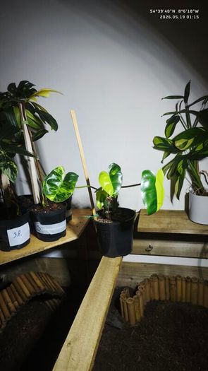 Philodendron Burle Marx Varigated Established Plant Rare