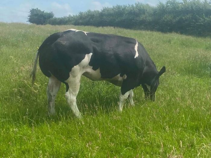 Pedigree blue embryos
