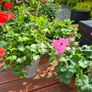 Gerinums Image 2
