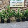 Hedging in Variety in 3 litre pot from 5 euro Image 2