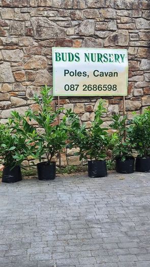Hedging in Variety in 3 litre pot from 5 euro