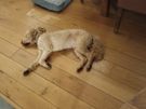 Dog minder Image 5