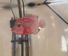 Fish Tank