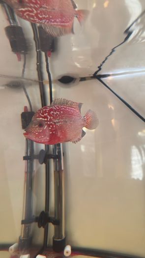 Fish Tank