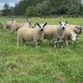 Ewe Lambs Image 8
