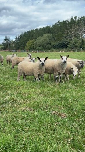 Ewe Lambs