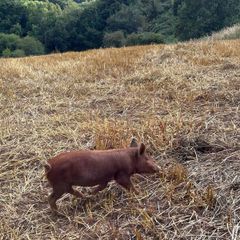 Tamworth Organic Weaner Piglets pigs