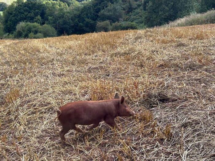Tamworth Organic Weaner Piglets pigs