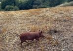 Tamworth Organic Weaner Piglets pigs