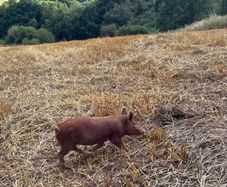 Tamworth Organic Weaner Piglets pigs